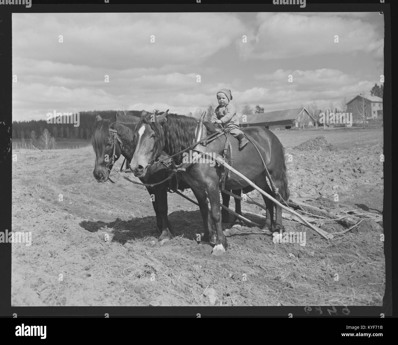 La fotografia raffigura l'aratura primaverile (Våronn) a Numedal, Norvegia, mostrando agli agricoltori che lavorano i campi con cavalli e aratri tradizionali durante la stagione agricola. Foto Stock