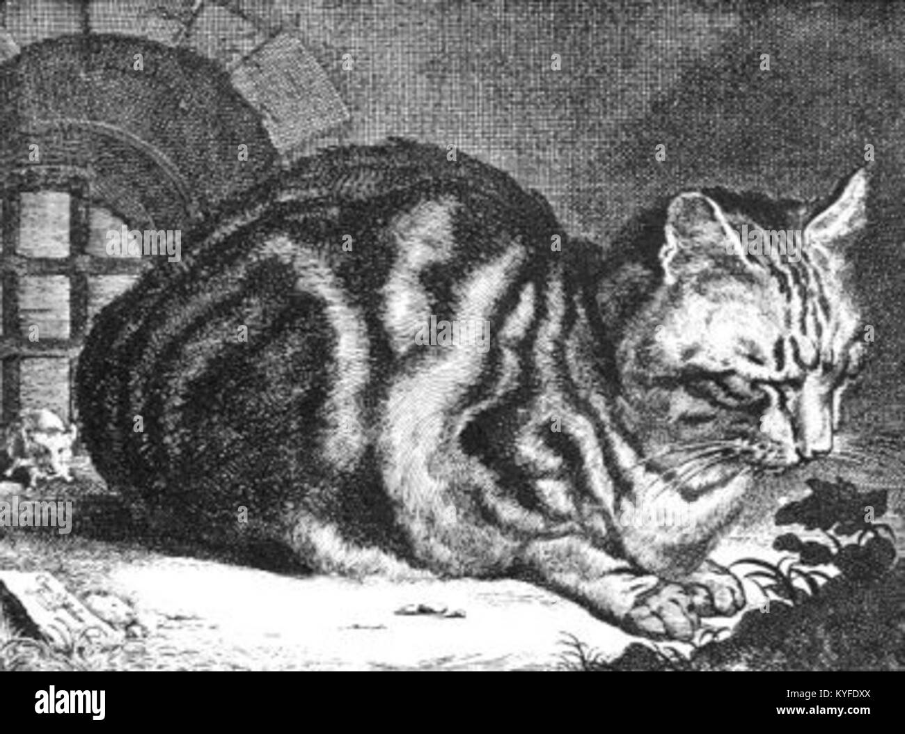 Questa opera d'arte di Visscher presenta un grande gatto, che dimostra l'abilità dell'artista nel catturare forme animali. Riflette l'attenzione al dettaglio e l'approccio stilistico del periodo in cui è stato creato. Foto Stock