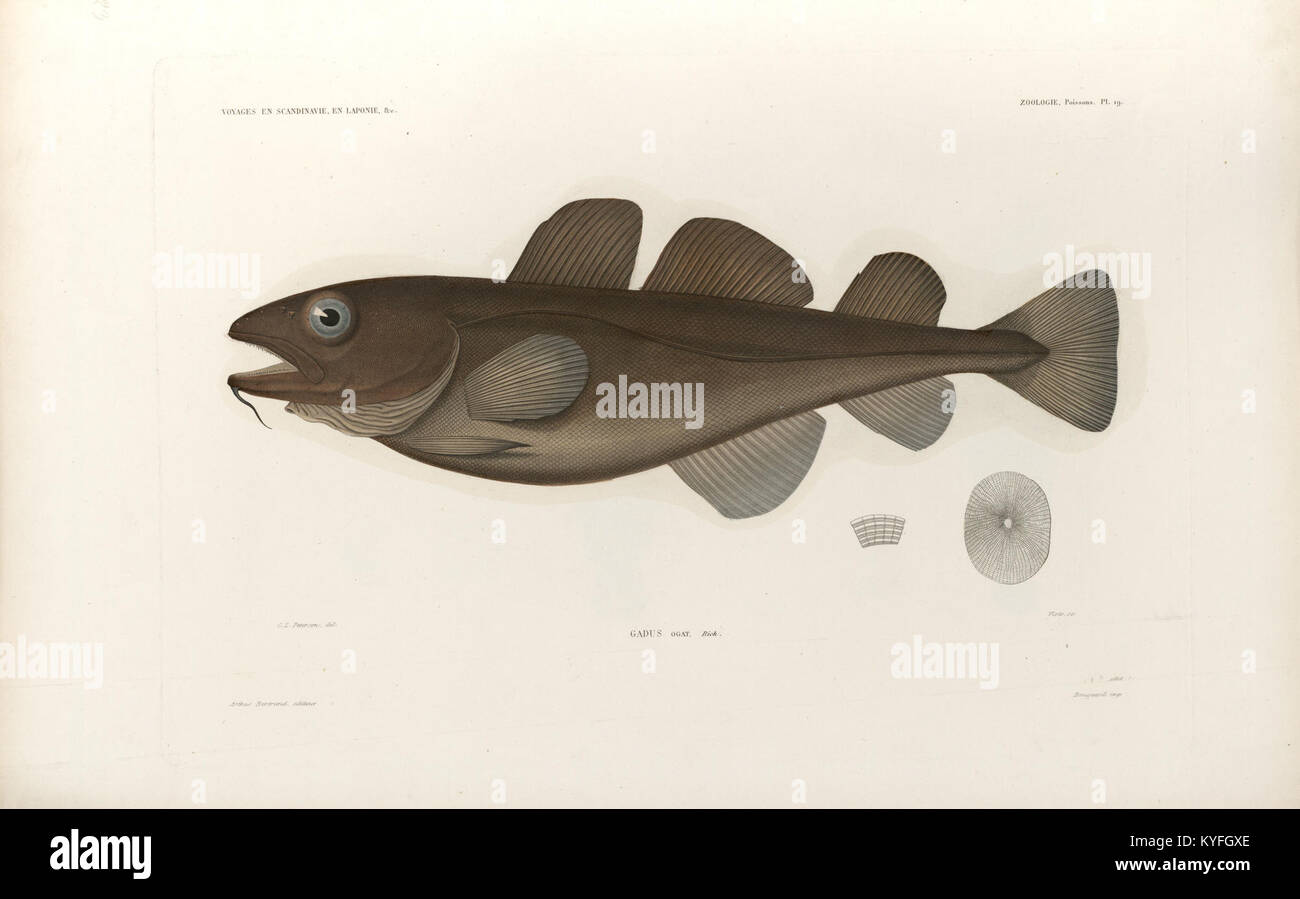 Questa sezione del lavoro della commissione scientifica settentrionale copre la sua ricerca sul campo attraverso Scandinavia, Lapponia, Svalbard e Isole Faroe, analizzando i dati geologici e climatici. Foto Stock