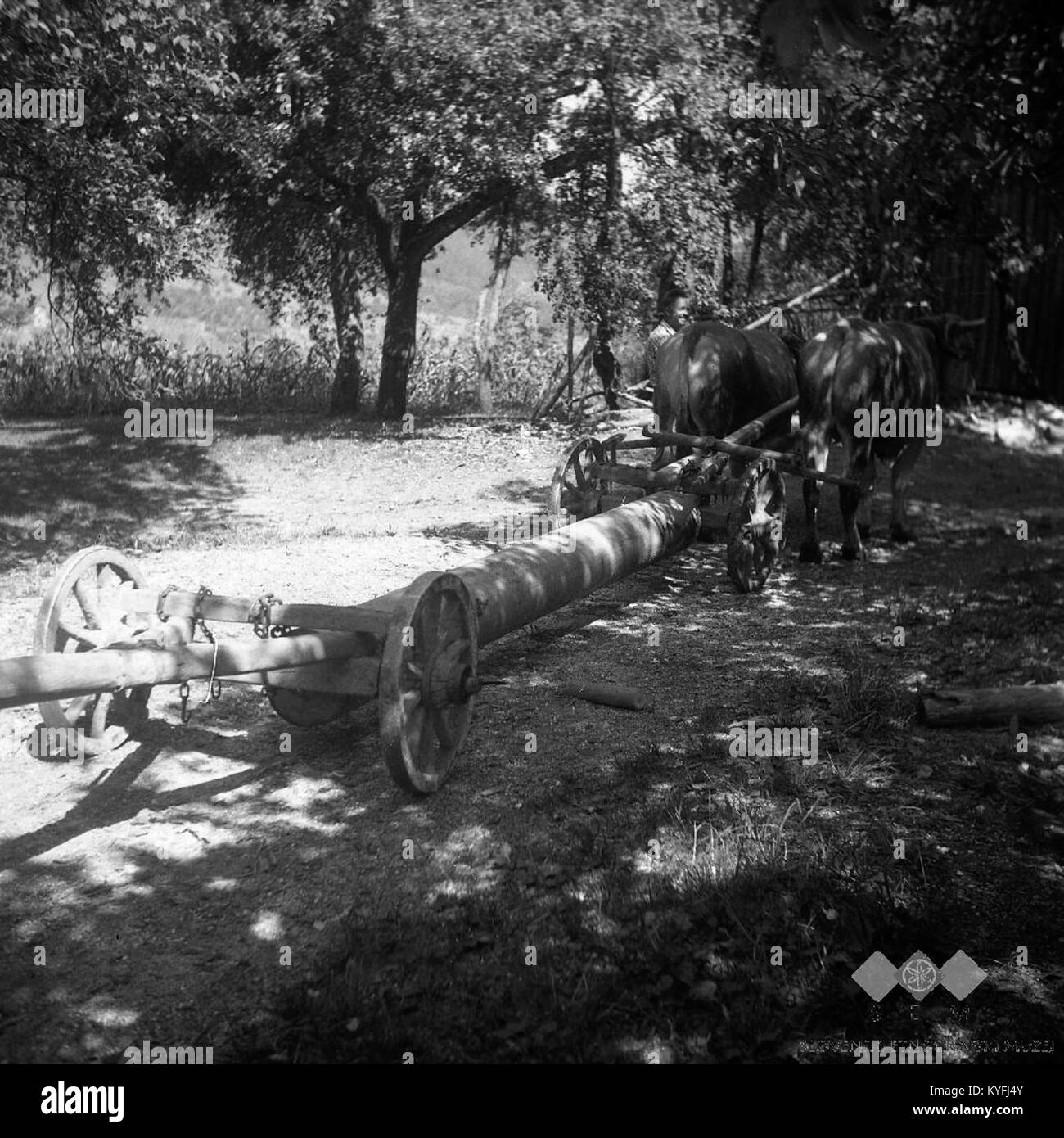 Questa fotografia del 1960 documenta il trasporto tradizionale di tronchi d'albero in V Mačkih, mostrando due buoi piombo che tirano il carico mentre l'ultimo animale gestisce lo sterzo, con picchetti posizionati nel tronco. Foto Stock