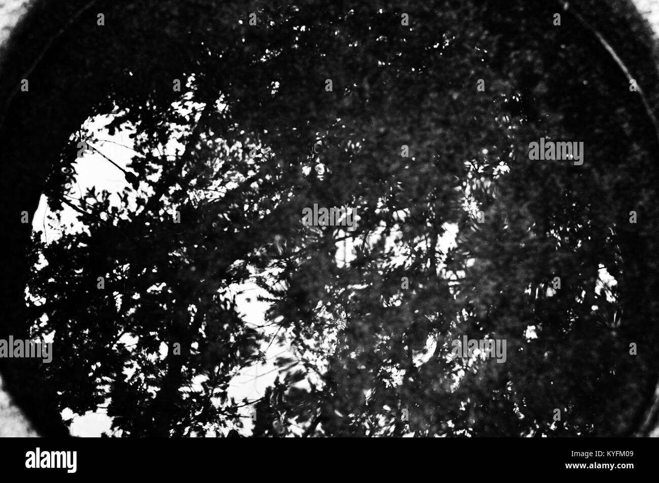 Alberi riflessi nell'acqua. La fotografia in bianco e nero Foto Stock