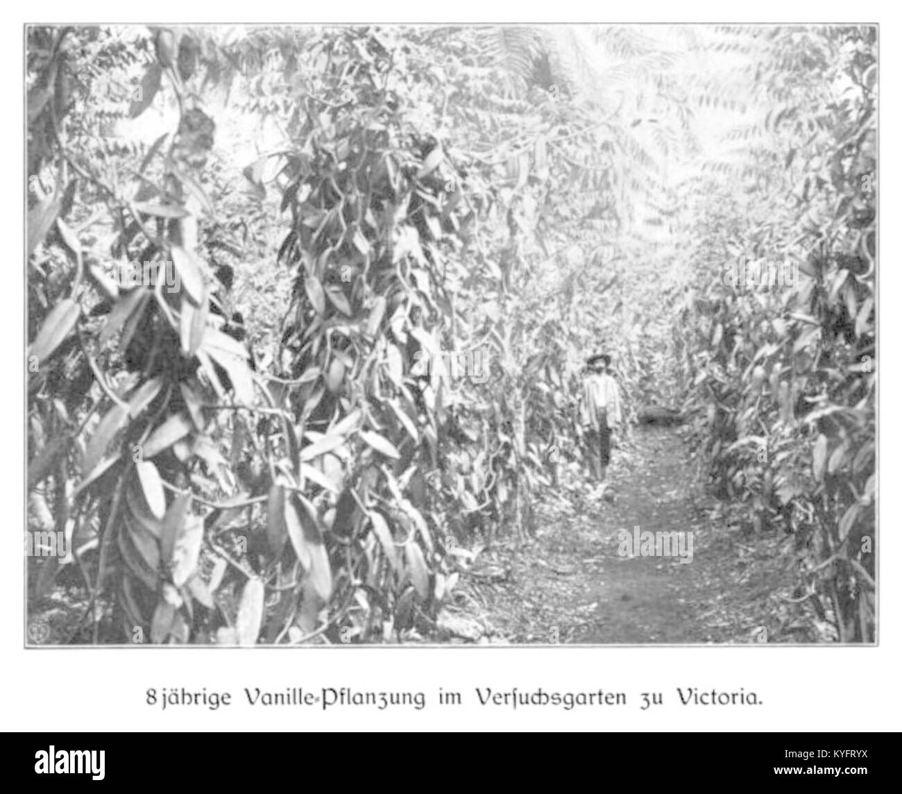Illustrazione di Wohltmann (1904) che mostra una piantagione di vaniglia di otto anni nel giardino sperimentale della stazione Victoria, che documenta le pratiche di coltivazione botanica. Foto Stock