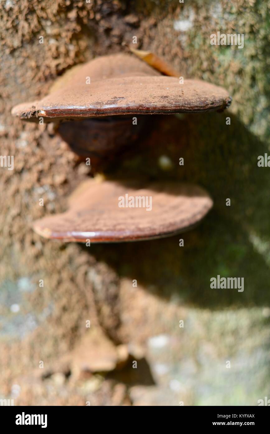 Piastra funghi che crescono su un tronco di albero, Finch Hatton Gorge, Queensland, Australia Foto Stock