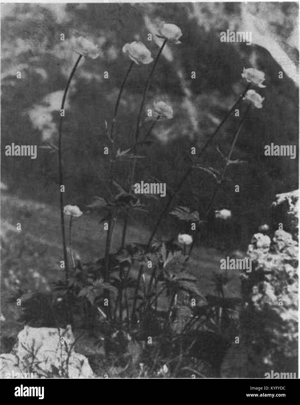Pogačica ali kraguljčki (Trollius europaeus L.) pod domom Frischaufovim na Okrešlju 1939 Foto Stock