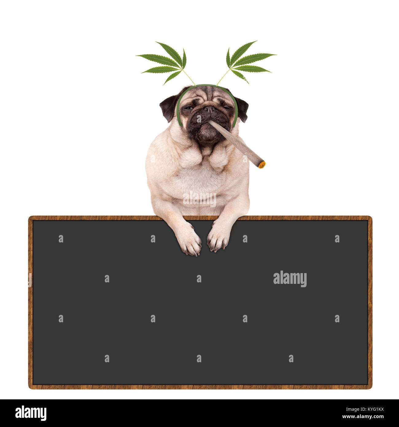 Pug cucciolo di cane ad essere elevata, fumo di marijuana weed giunto, indossando la canapa lascia il diadema, appeso sulla lavagna segno, isolati su sfondo bianco Foto Stock