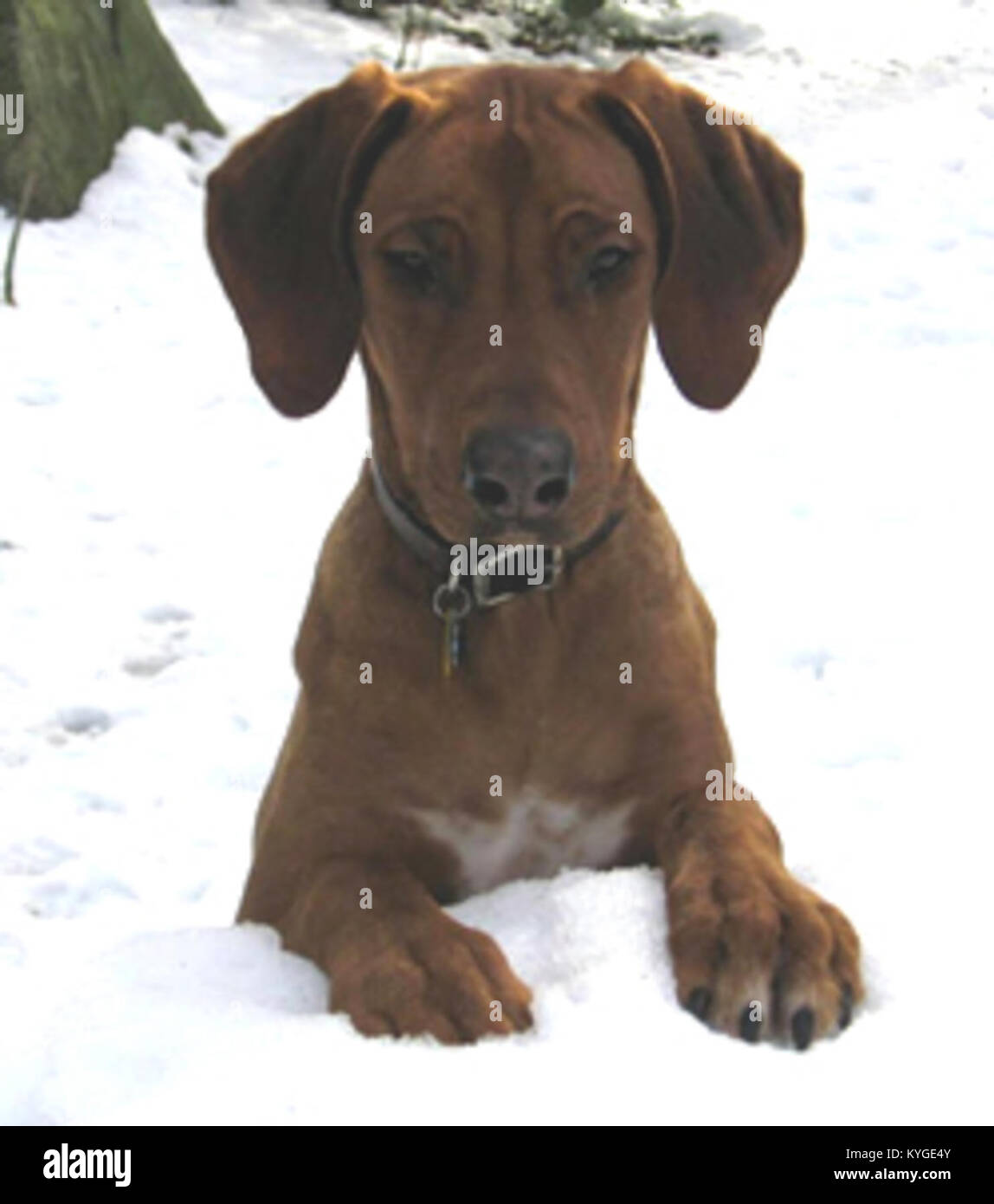 Un cucciolo Rhodesian Ridgeback di 8 mesi, mostrato per illustrare lo sviluppo iniziale della razza, i tratti fisici e le caratteristiche caratteristiche caratteristiche. Foto Stock