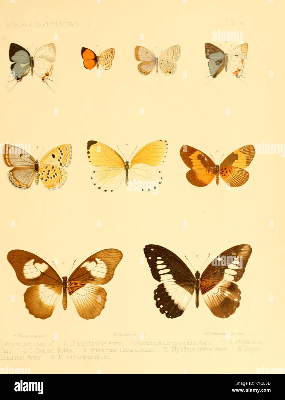 Illustrazione scientifica della Rhopalocera thiopica Butterfly che mostra la morfologia e aiuta la classificazione negli studi entomologici Foto Stock