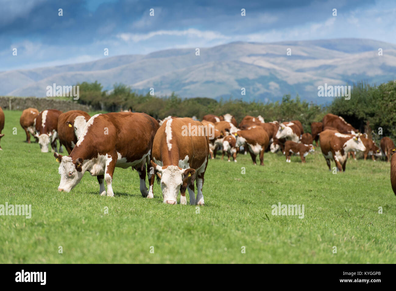 Allevamento di Hereford bovini da carne in inglese il paesaggio, Cumbria, Regno Unito. Foto Stock