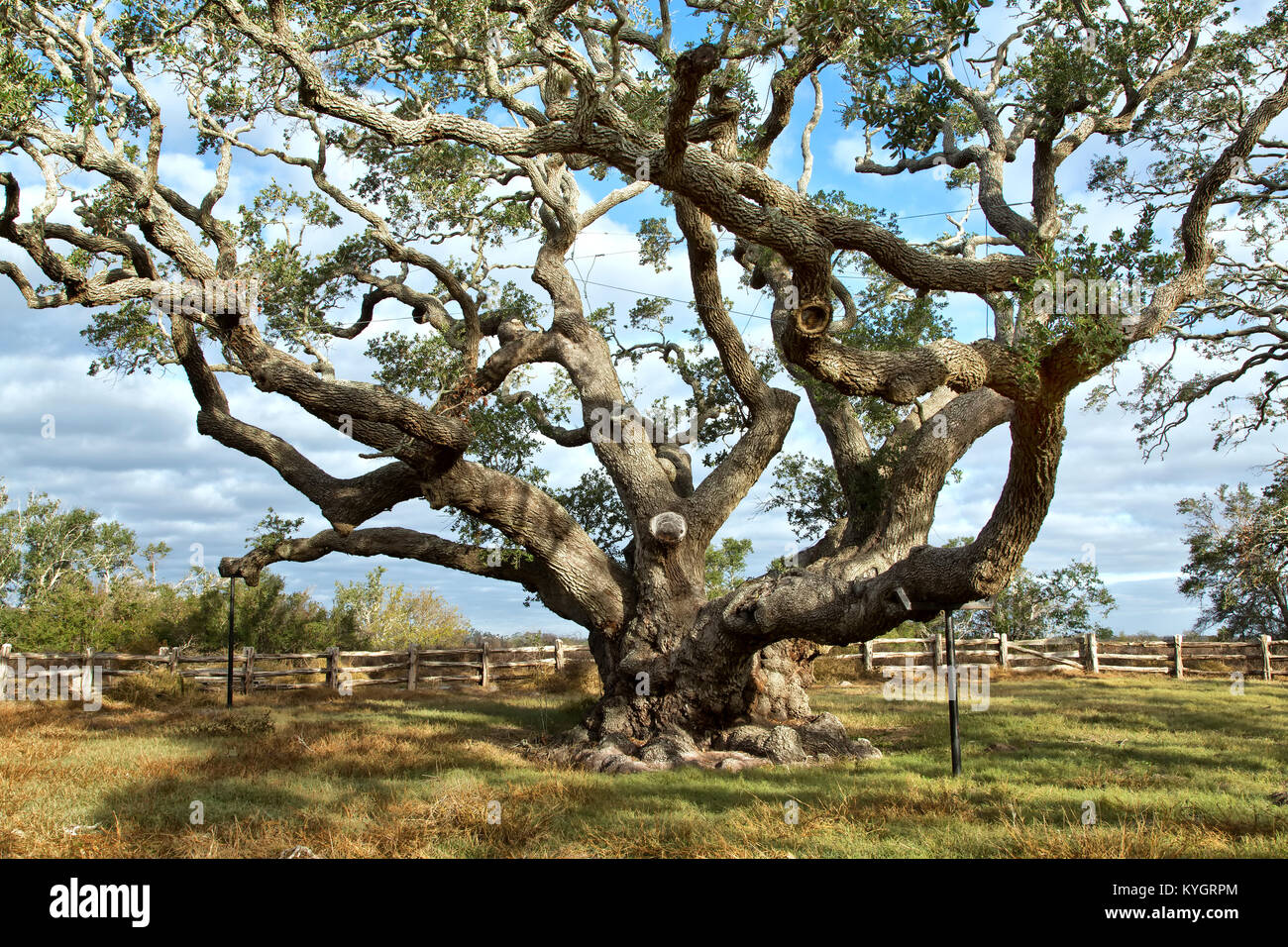 "Big Tree" Virginia Live Oak Tree "Quercus virginiana", con accesso di 1000 anni. Foto Stock