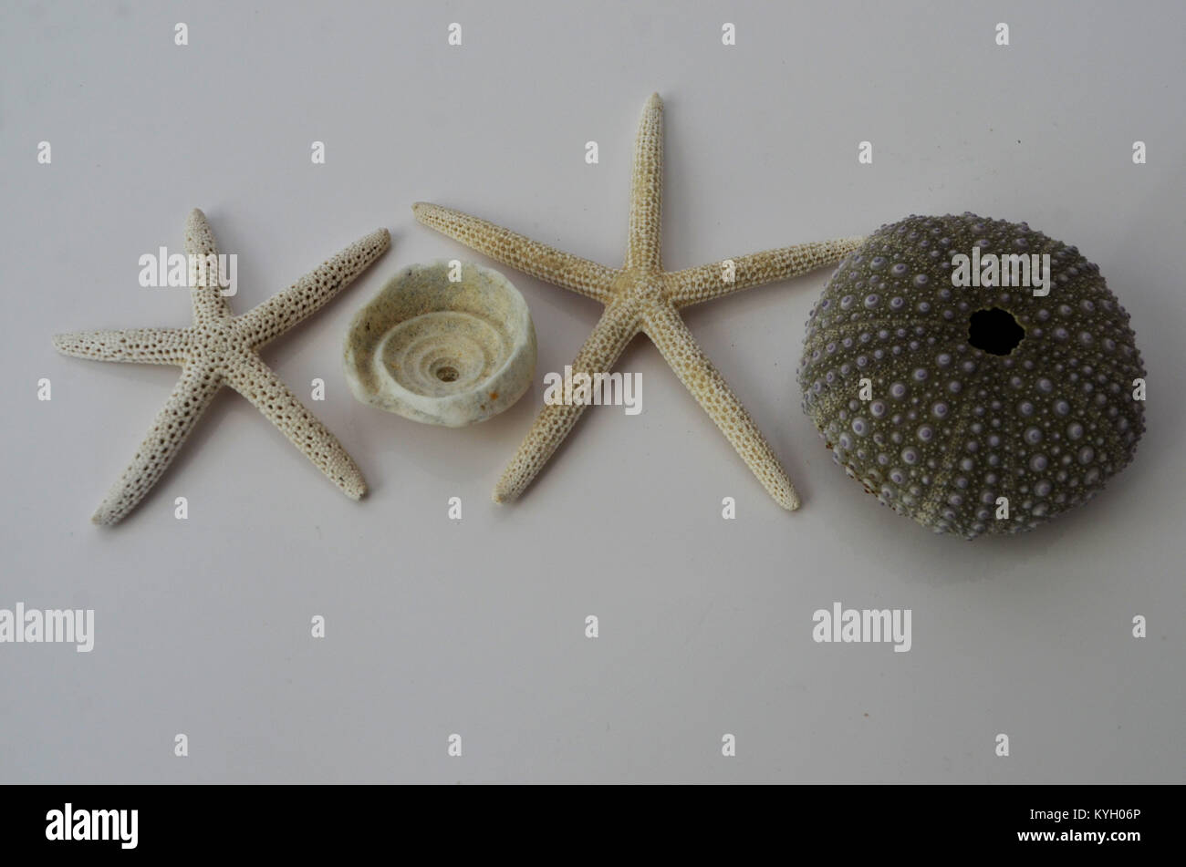 Stella di mare e ricci di mare shell che mostra xoxo per baci e abbracci il giorno di san valentino Foto Stock