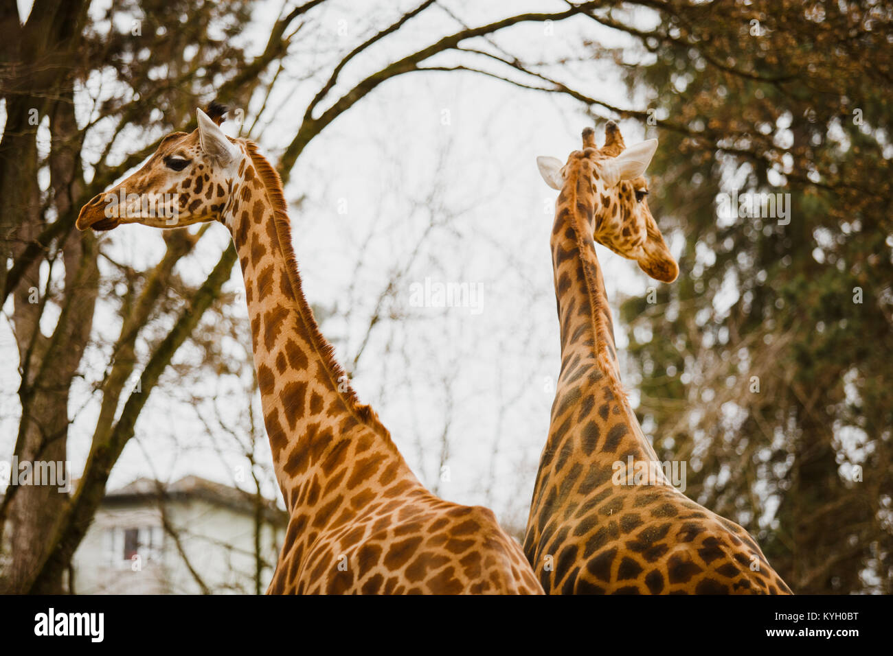 Due adulti giraffa cercando in direzioni diverse di close-up nella stagione fredda in nuvoloso meteo. Foto Stock