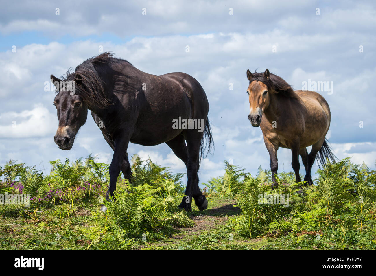 Una coppia di exmoor pony passeggiata attraverso la bracken Foto Stock