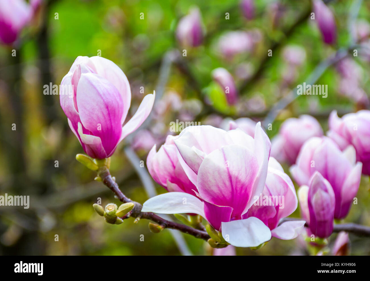 Bellissimo sfondo a molla. Fiori di Magnolia closeup su un ramo. sfondo sfocato di giardino in fiore Foto Stock
