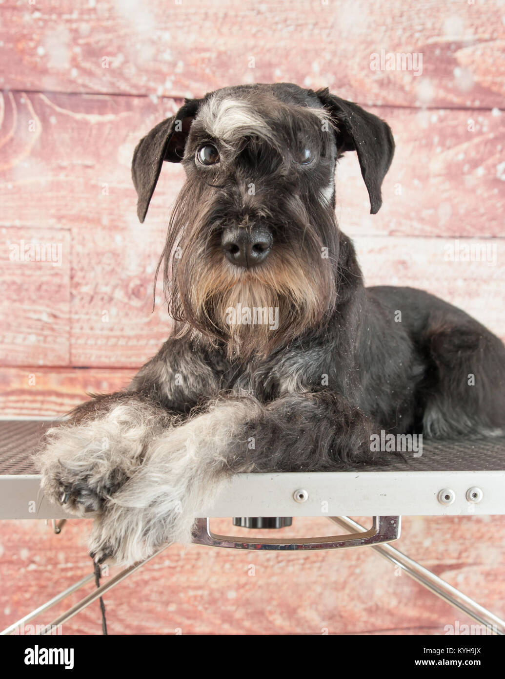 Mini schnauzer portarit Foto Stock