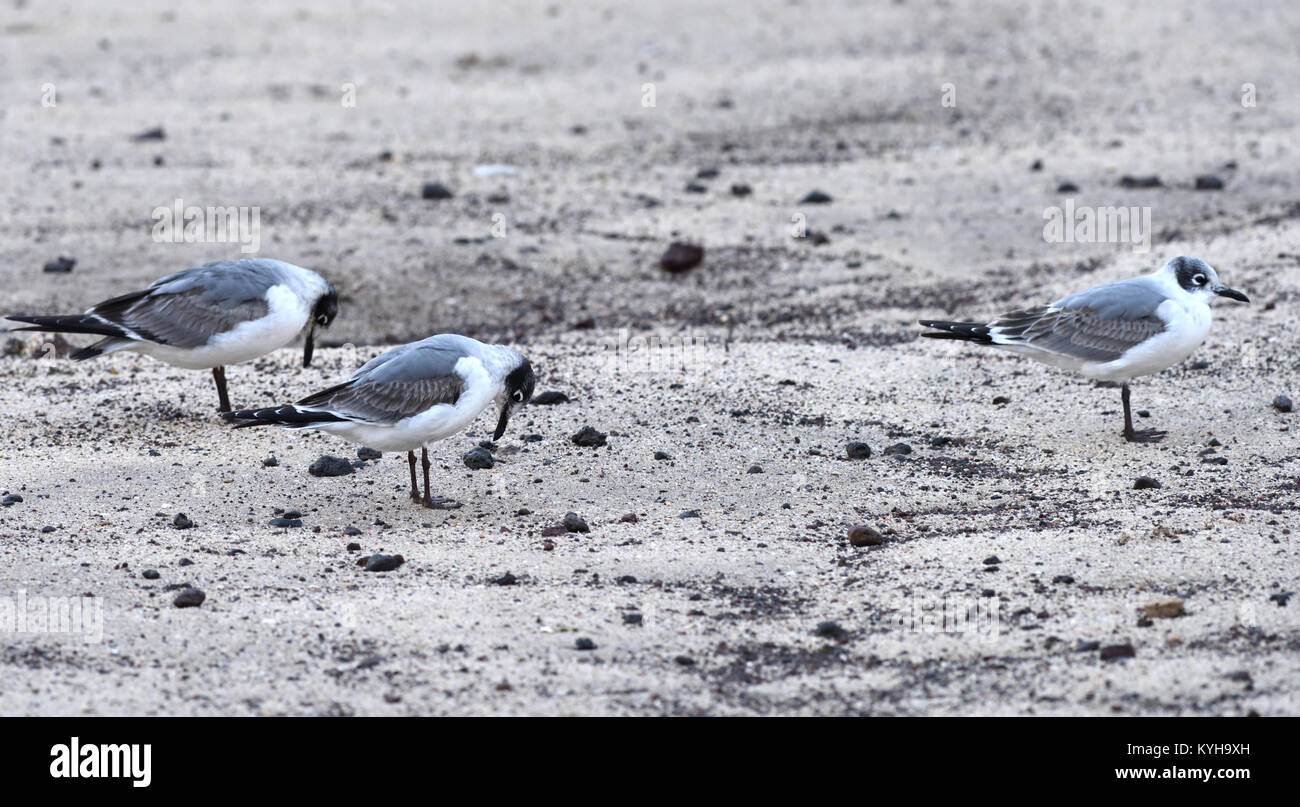 Franklin's gabbiano (Leucophaeus pipixcan) sulla sabbiosa spiaggia di Puerto Baquerizo Moreno. Questa visita di gabbiano è in non-allevamento piumaggio. Puerto Baquerizo Foto Stock