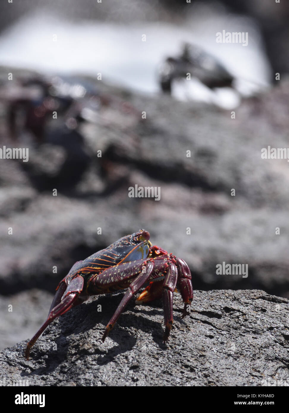 Un colore blu immaturo Sally Lightfoot Crab (Grapsus grapsus) è mimetizzata contro rocce nere, in contrasto con la luce arancione brillante adulto. Puerto Baq Foto Stock