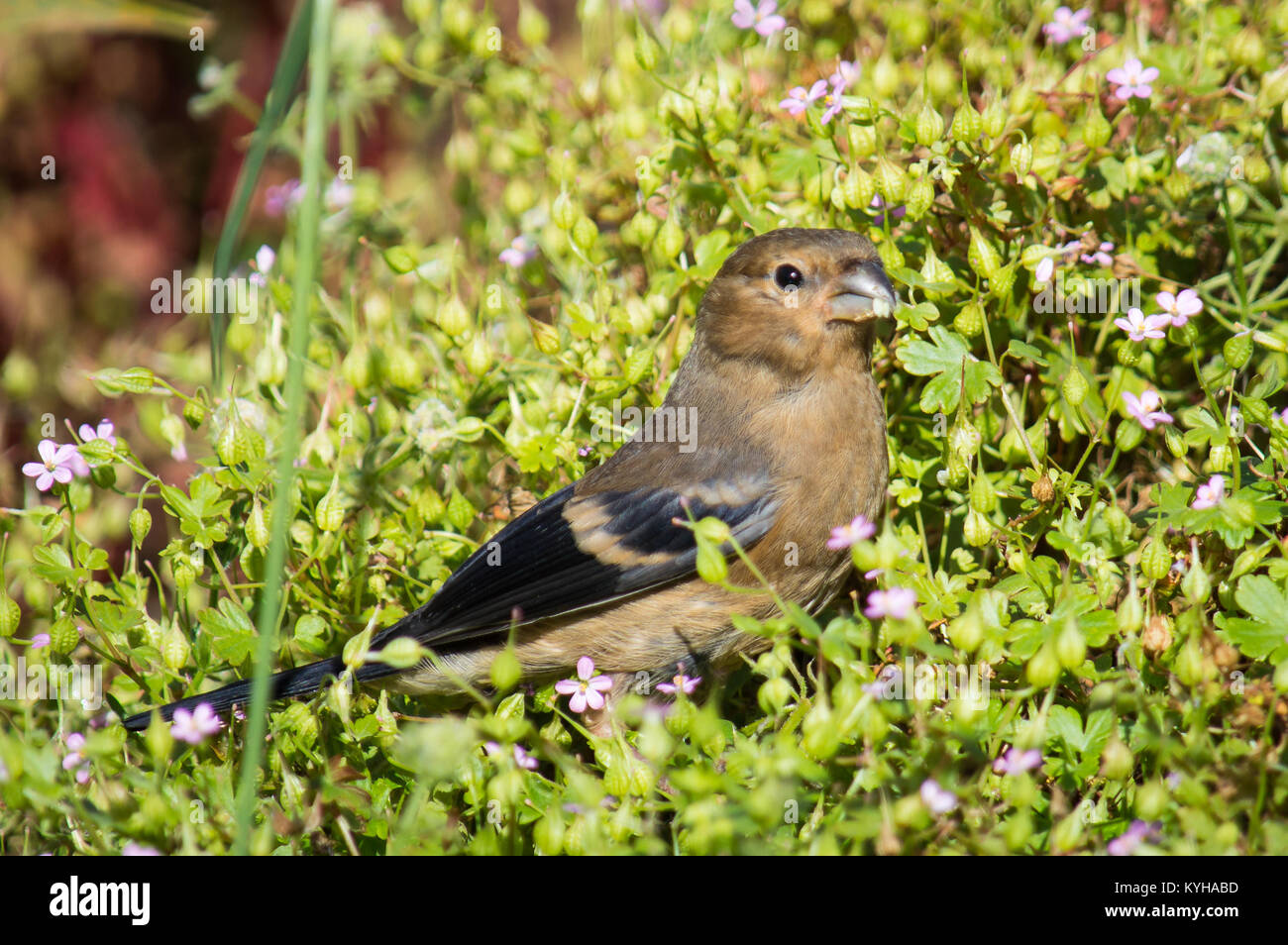 Un giovane bullfinch tra fiori Foto Stock