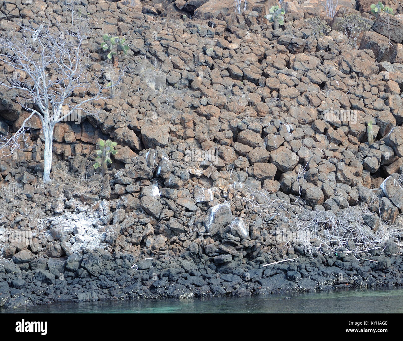 Un albero bianco si staglia contro weathered colonne poligonali di basalto sulle scogliere sul mare di Baltra Island, Isla Baltra. San Cristobal, Galapagos, Ecuad Foto Stock