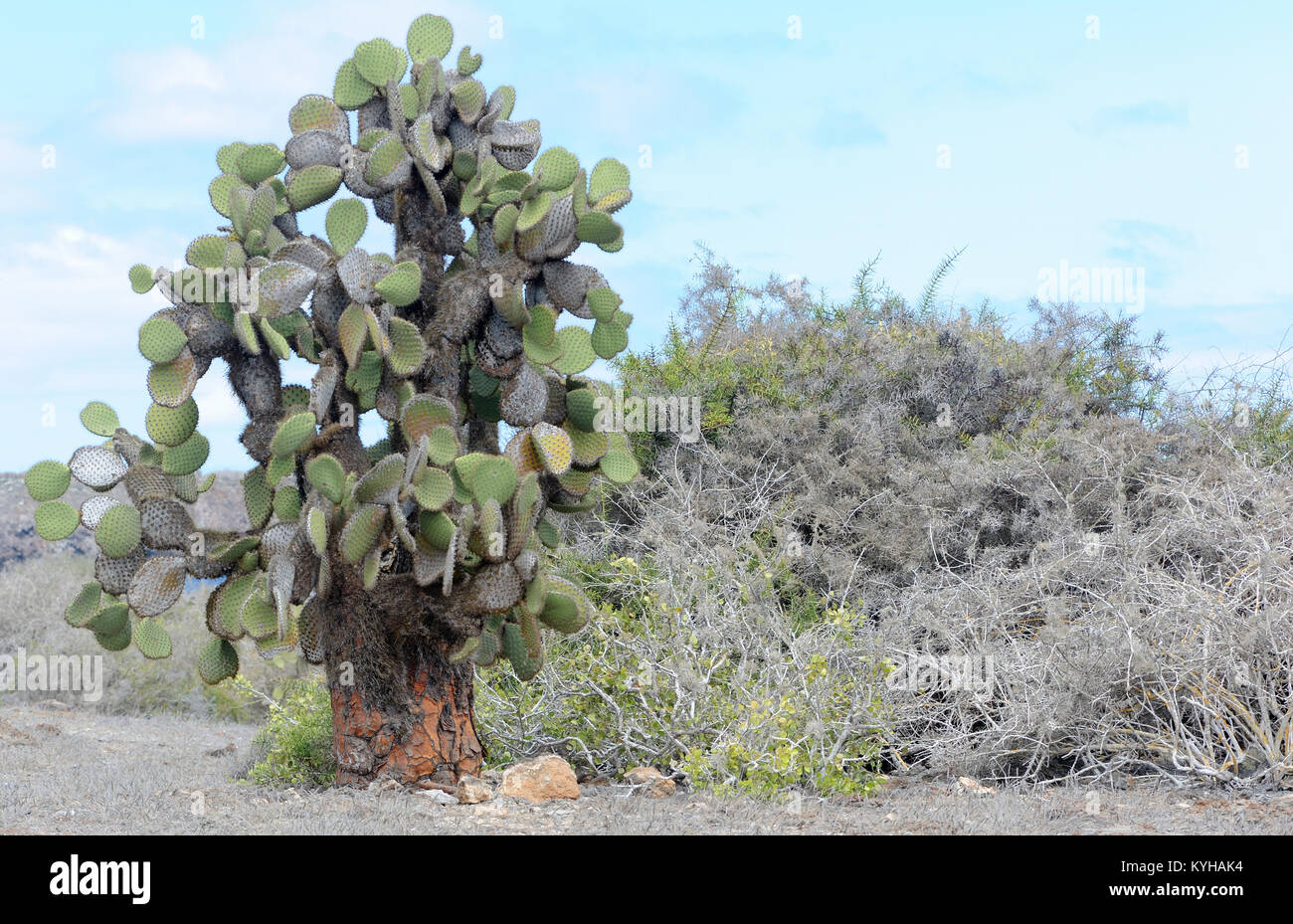 Le piante di Opuntia o di fico d'India (Opuntia echios var. echios) crescere nell'arida zona di Isla Plaza Sur tra arbusti spinosi. Questa Opuntia è endemica t Foto Stock