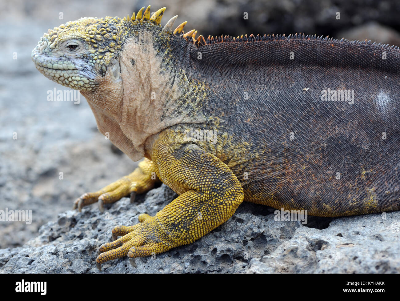 Un maschio di terra Galapagos iguana (Conolophus subcristatus). Isla Plaza Sur, Santa Cruz, Galapagos, Ecuador Foto Stock