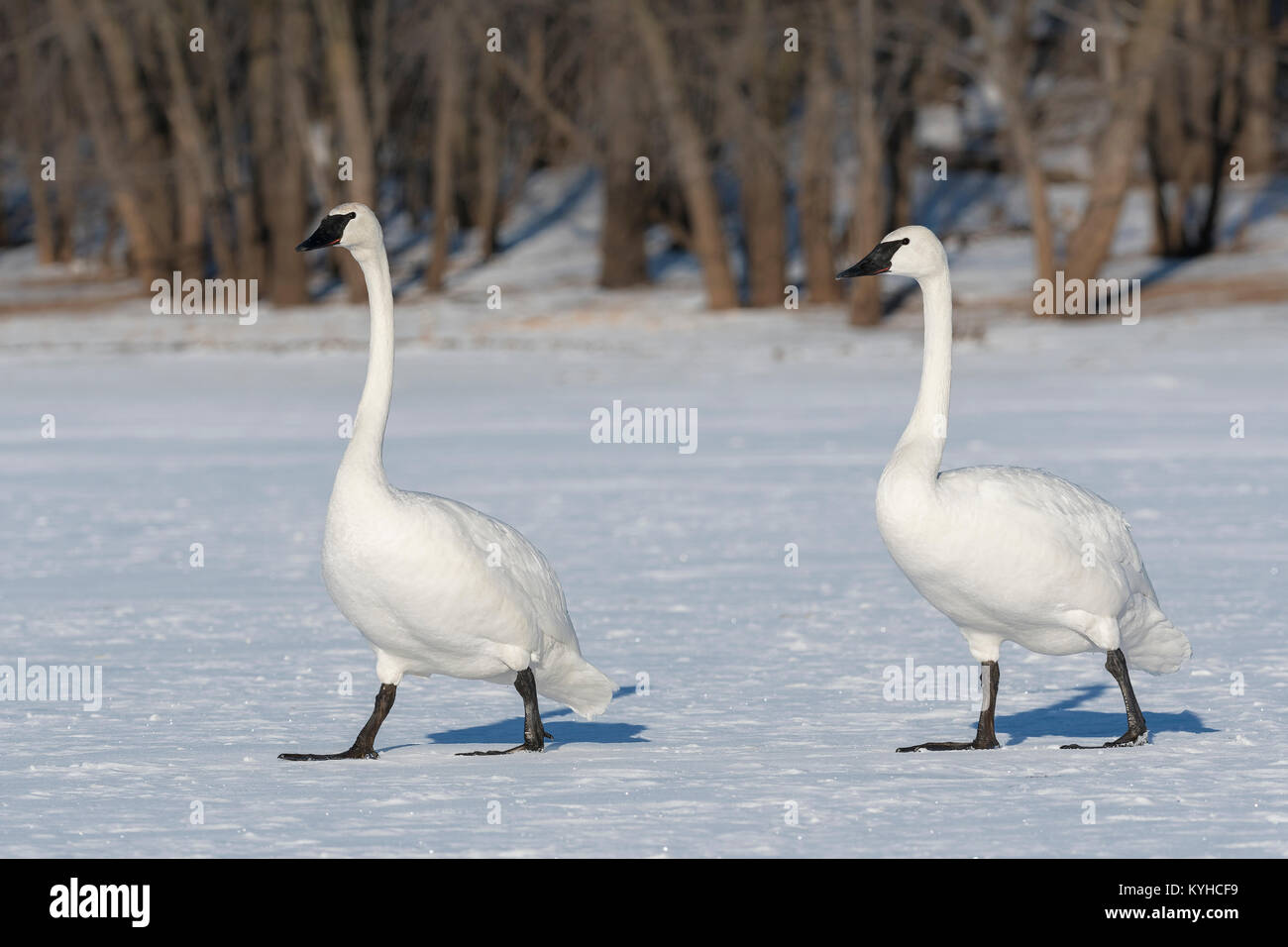 I cigni trombetta (Cygnus buccinatore), St. Croix fiume tra Minnesota e Wisconsin. Hudson, WI, Stati Uniti d'America, di Dominique Braud/Dembinsky Foto Assoc Foto Stock