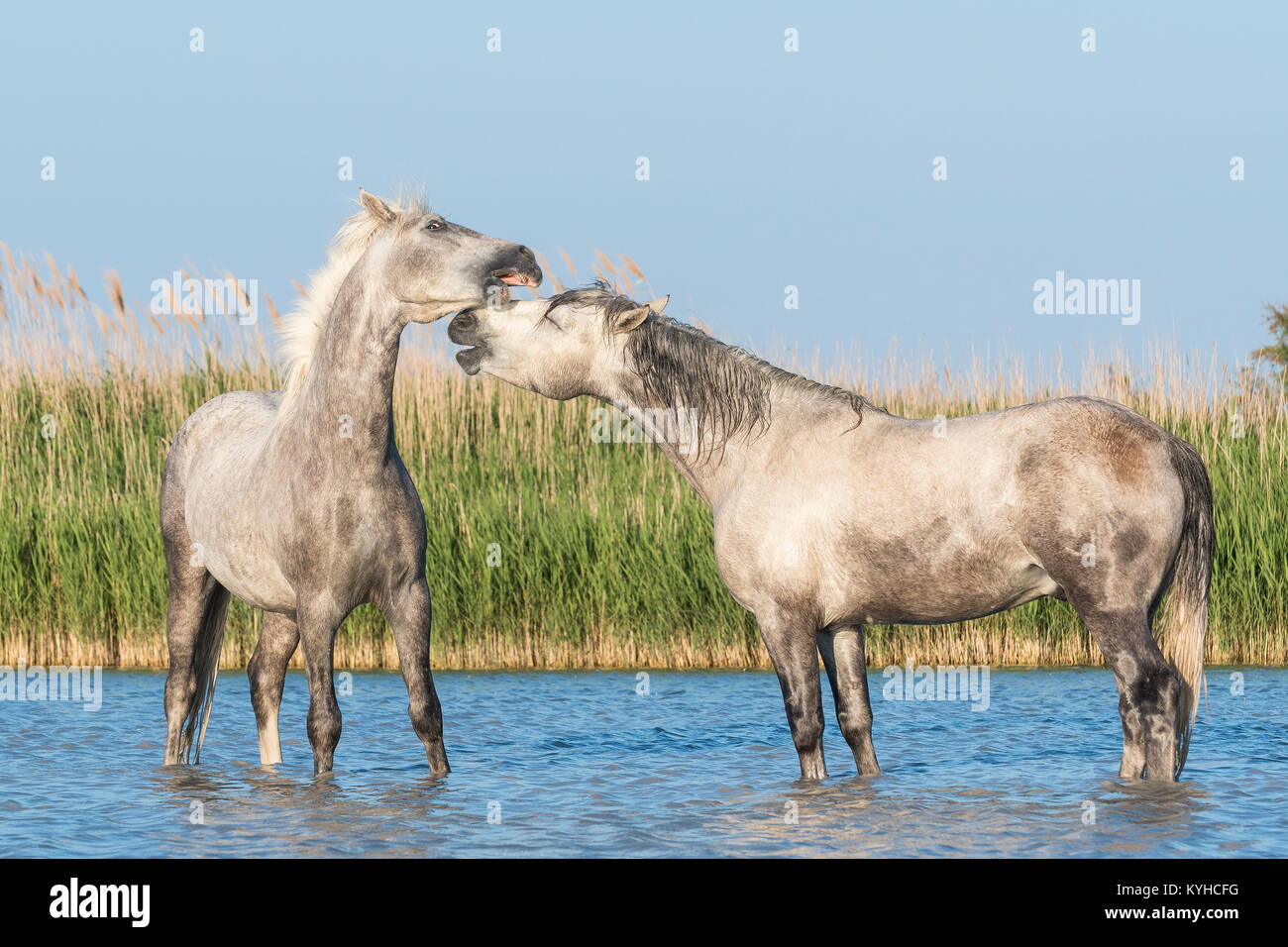 Cavalli Camargue sparring vicino a Saintes Maries de la Mer, Francia. I primi di maggio,da Dominique Braud/Dembinsky Foto Assoc Foto Stock