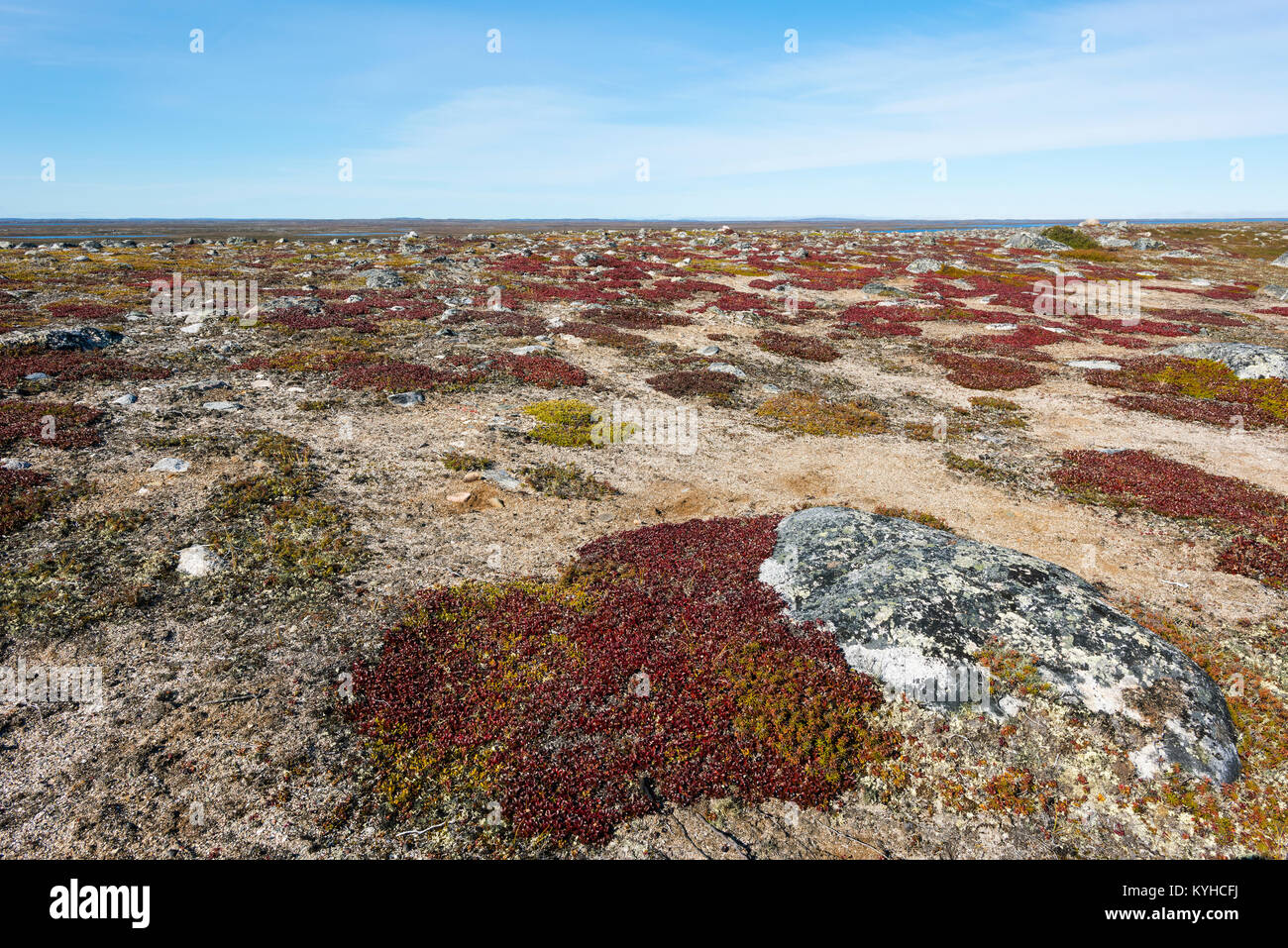 La tundra, Uva Ursina (Arctostaphylos uva-ursi ), regione Nunavik, N. Quebec vicino Ungava Bay, Canada, settembre, da Dominique Braud/Dembinsky Foto Assoc Foto Stock