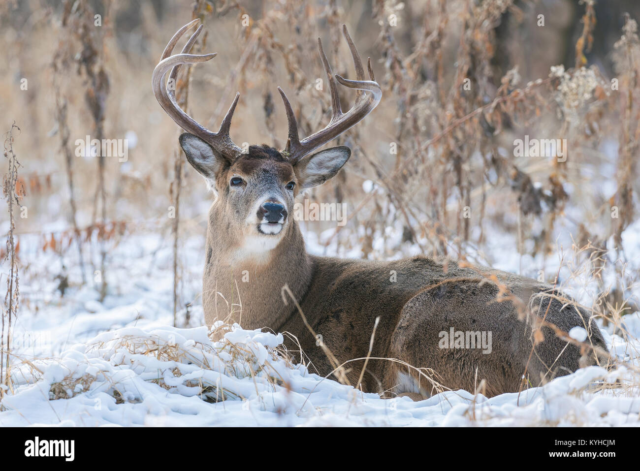 White-tailed deer( Odocoileus virginianus), Fort Snelling State Park, MN, Stati Uniti d'America, ai primi di dicembre da Dominique Braud/Dembinsky Foto Assoc Foto Stock