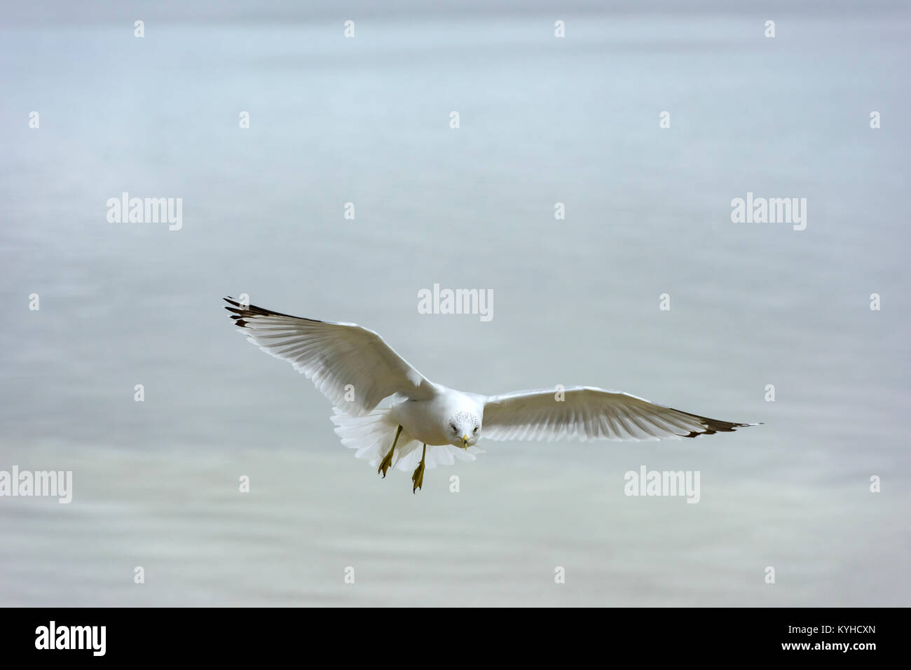 Seagull in arrivo per un atterraggio a St Andrews Marina, Panama City, Florida. Foto Stock