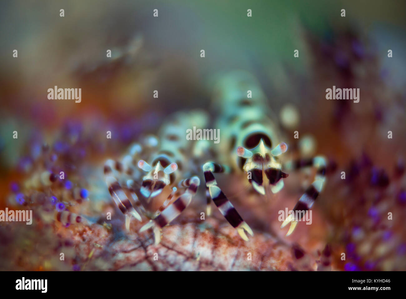 Una coppia di gamberi Coleman accoccolato tra le spine del loro ospite magnifico Fire Urchin su cui vivono, nella città di Ambon, Isole Molucche, Indonesia. Foto Stock