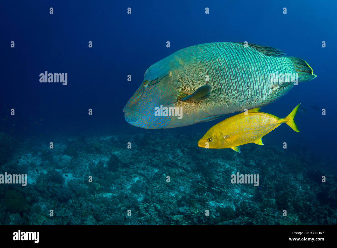 Un grande un pesce napoleone nuoto su una scogliera accompagnata da un carango - cacciano i pesci più piccoli insieme, in Misool Raja Ampat, Indonesia. Foto Stock