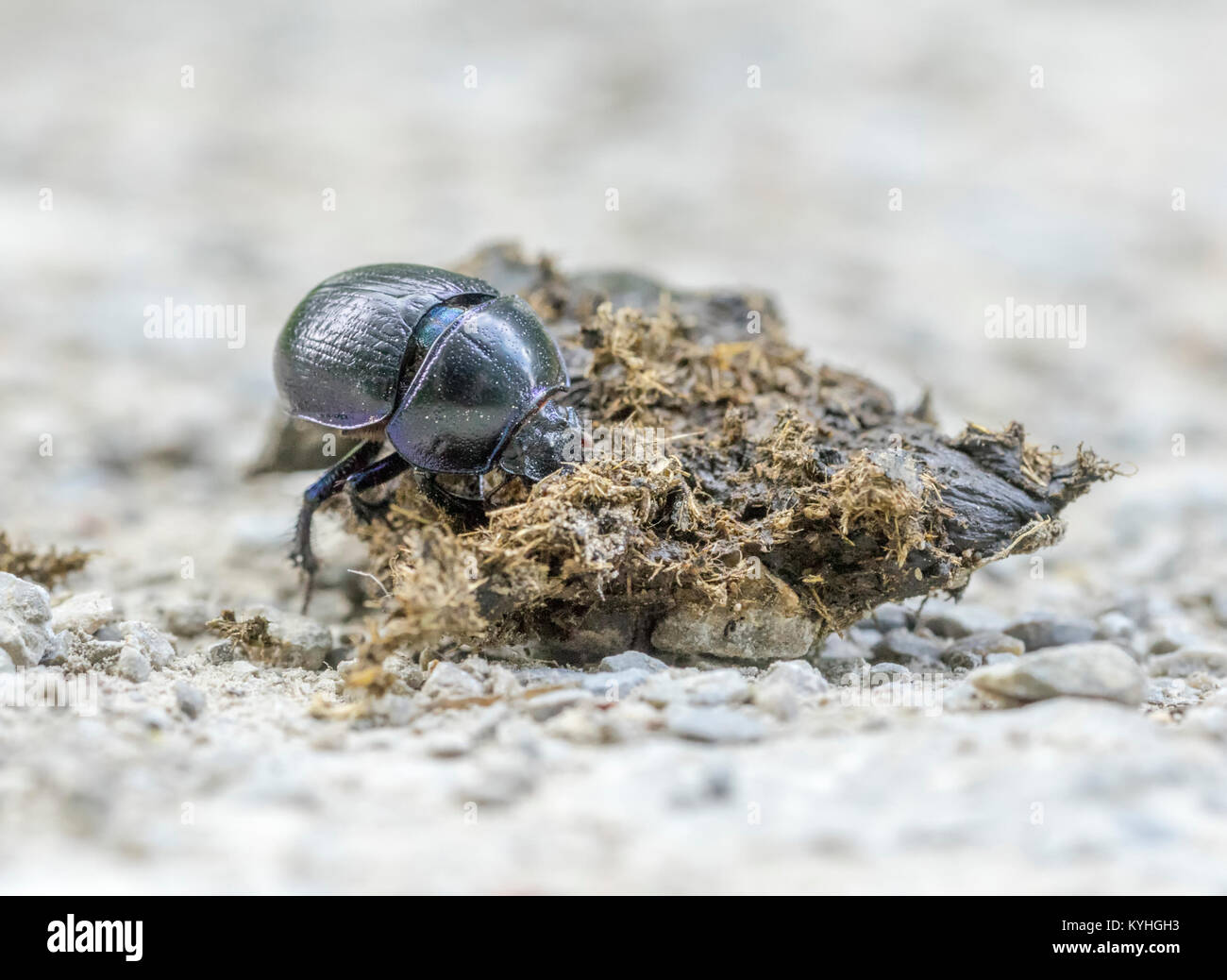 Angolo basso closeup shot che mostra un dung beetle con sterco Foto Stock