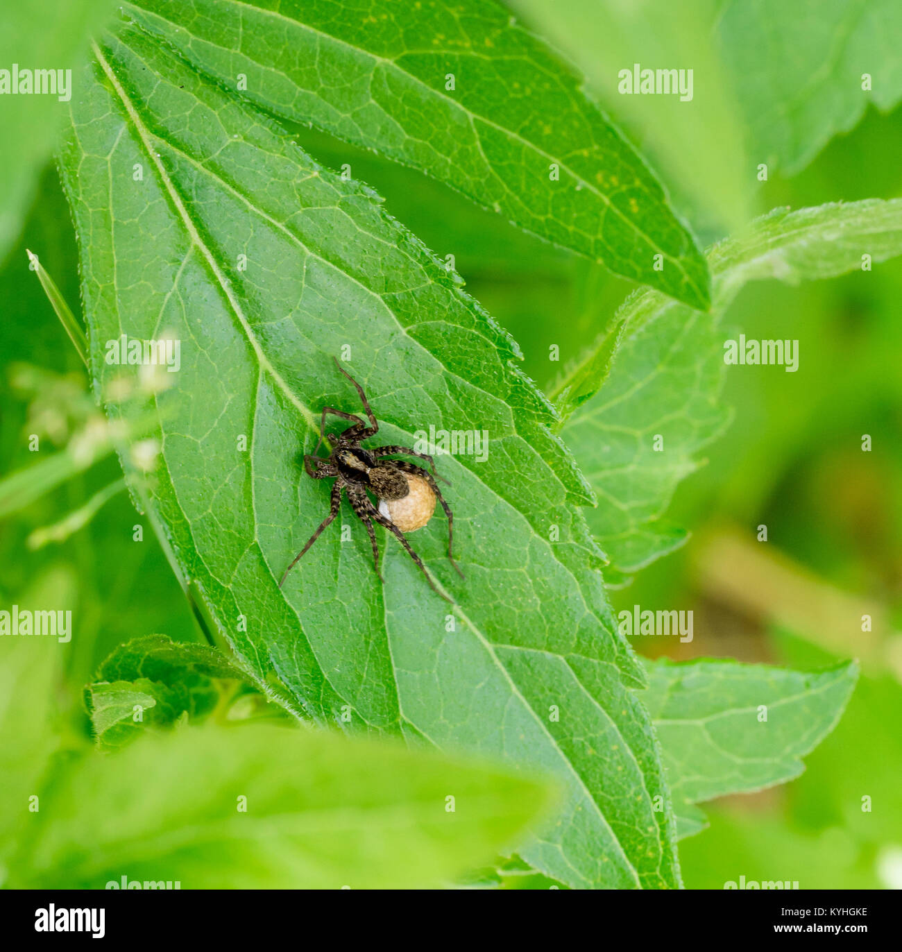 Wolf spider con uovo sac su foglia verde Foto Stock