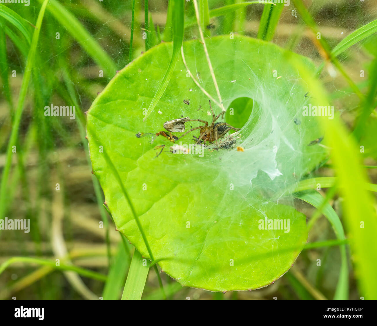 Spider Web incluso un imbuto-spider web in un ambiente soleggiato Foto Stock
