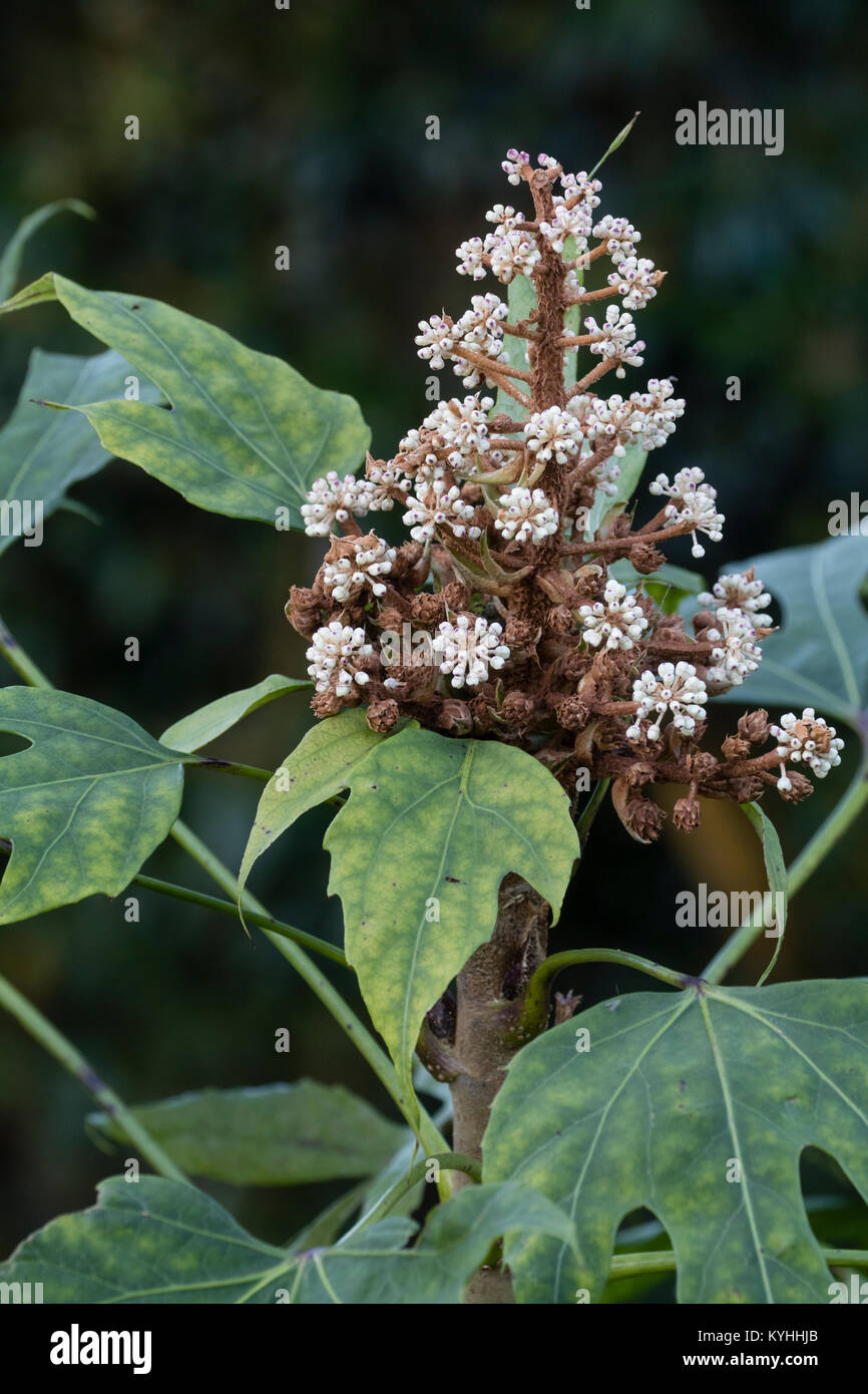 Testa di fiori con boccioli di apertura della evergreen, grandi foliaged, Taiwanese aralia, Fatsia polycarpa Foto Stock