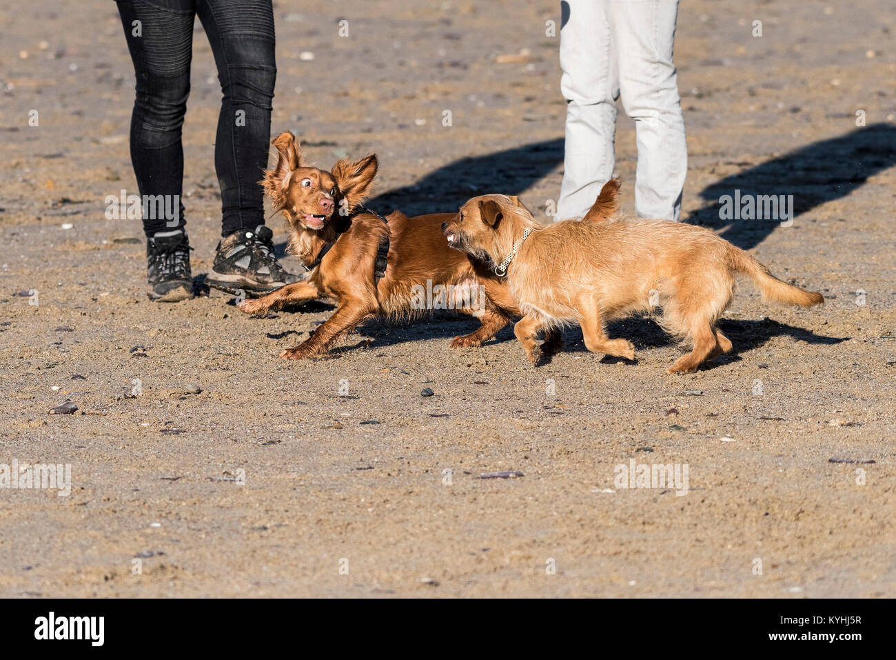 Cani giocando - due cani giocando su Polzeath Beach a nord della costa della Cornovaglia. Foto Stock