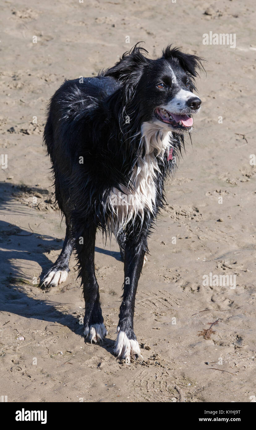 Un wet Border Collie Foto Stock