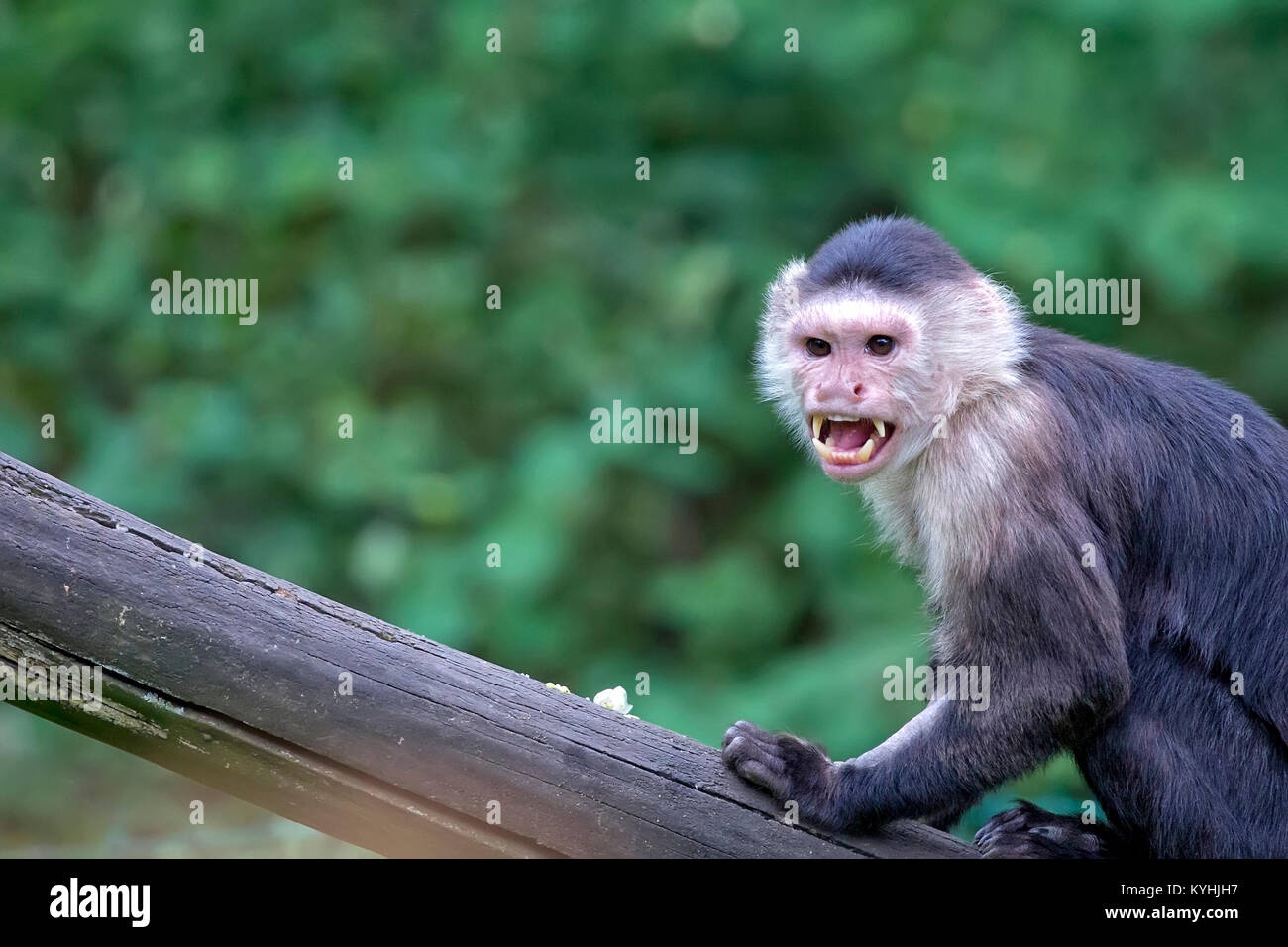 Monkey nella selvaggia, un ritratto Foto Stock