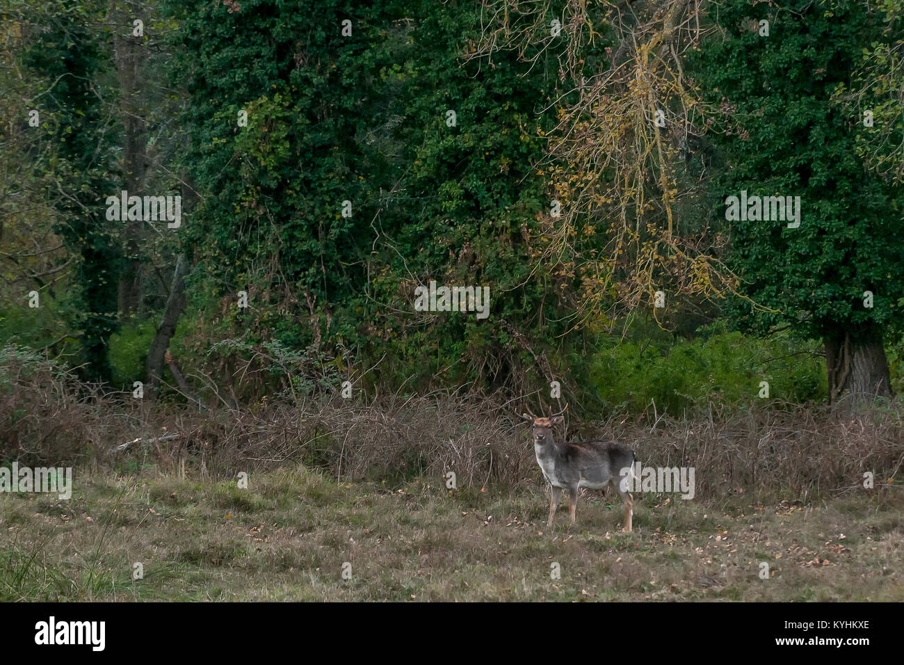 Daini nel Parco di San Rossore, Pisa, Toscana, Italia Foto Stock