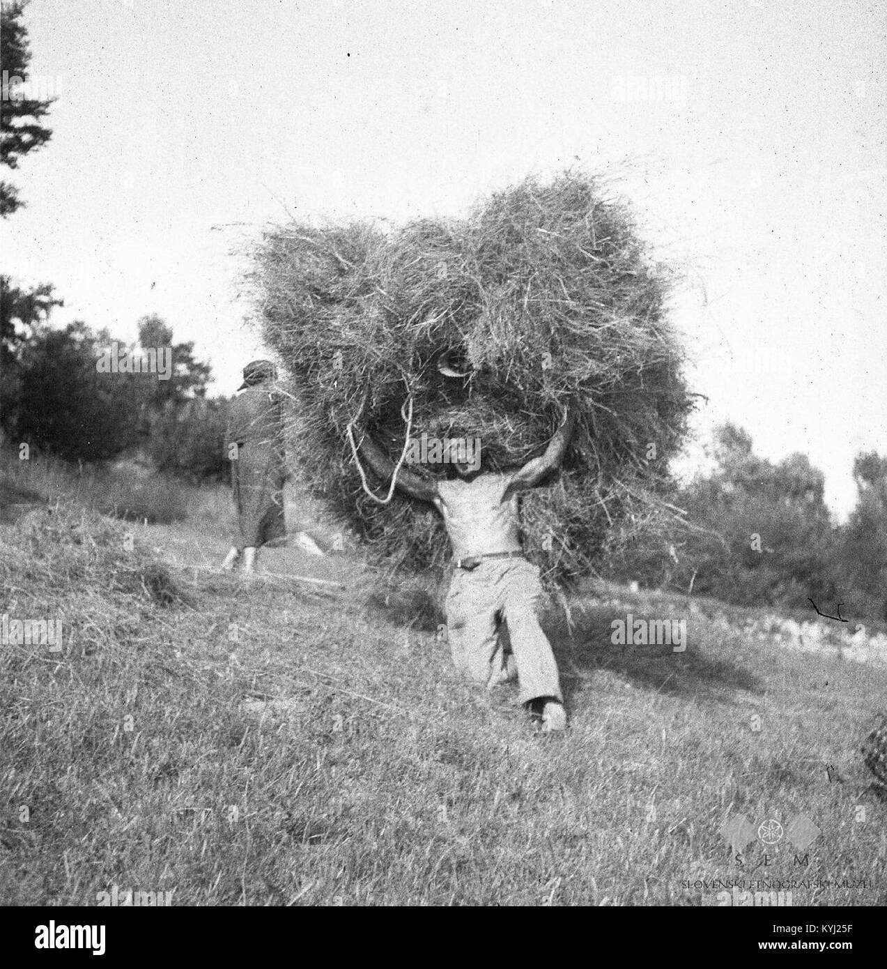1951 foto di Robidisce, Slovenia, che mostra il lavoro agricolo stagionale e le pratiche di vita rurale Foto Stock