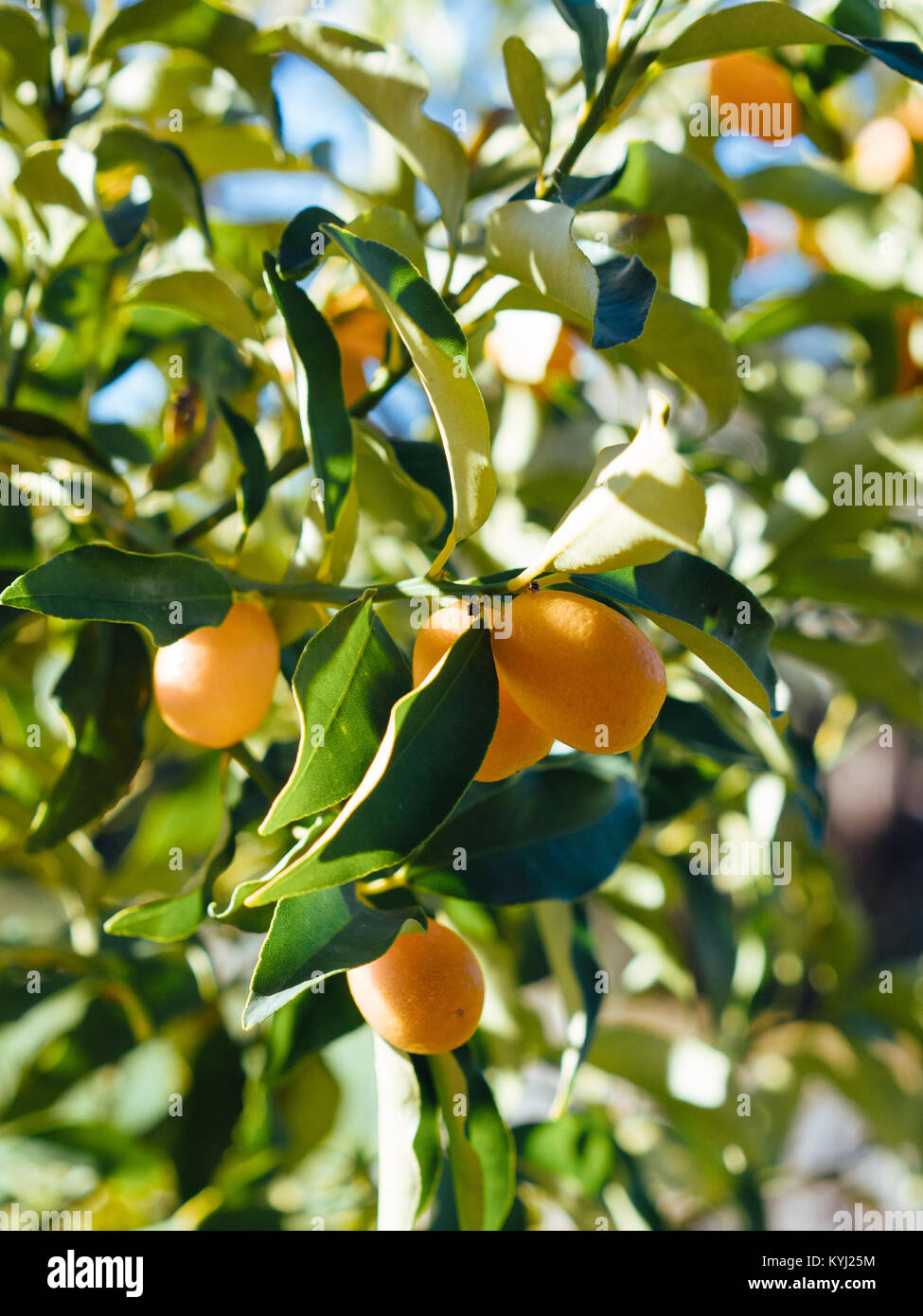 Kumquat crescente di Corfù Foto Stock