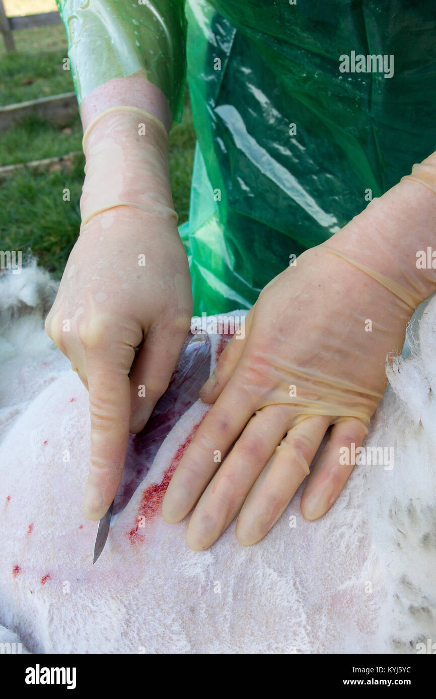 Vet preparazione ed esecuzione di una operazione di taglio cesareo su una pecora avente figliando difficoltà. Yorkshire, Regno Unito. Foto Stock
