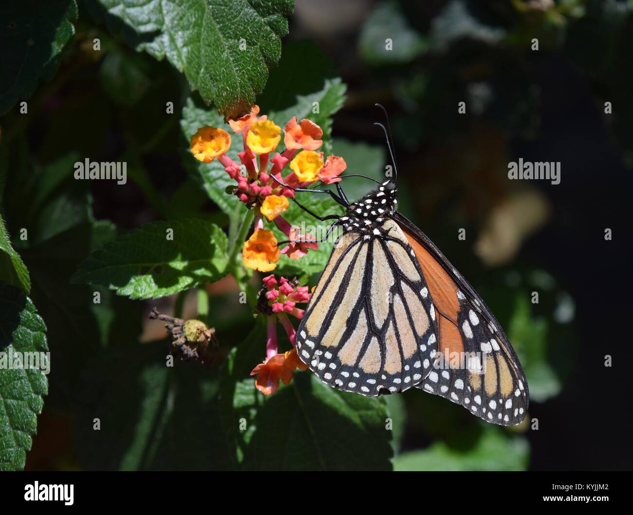 La Monarch e Milkweed Foto Stock
