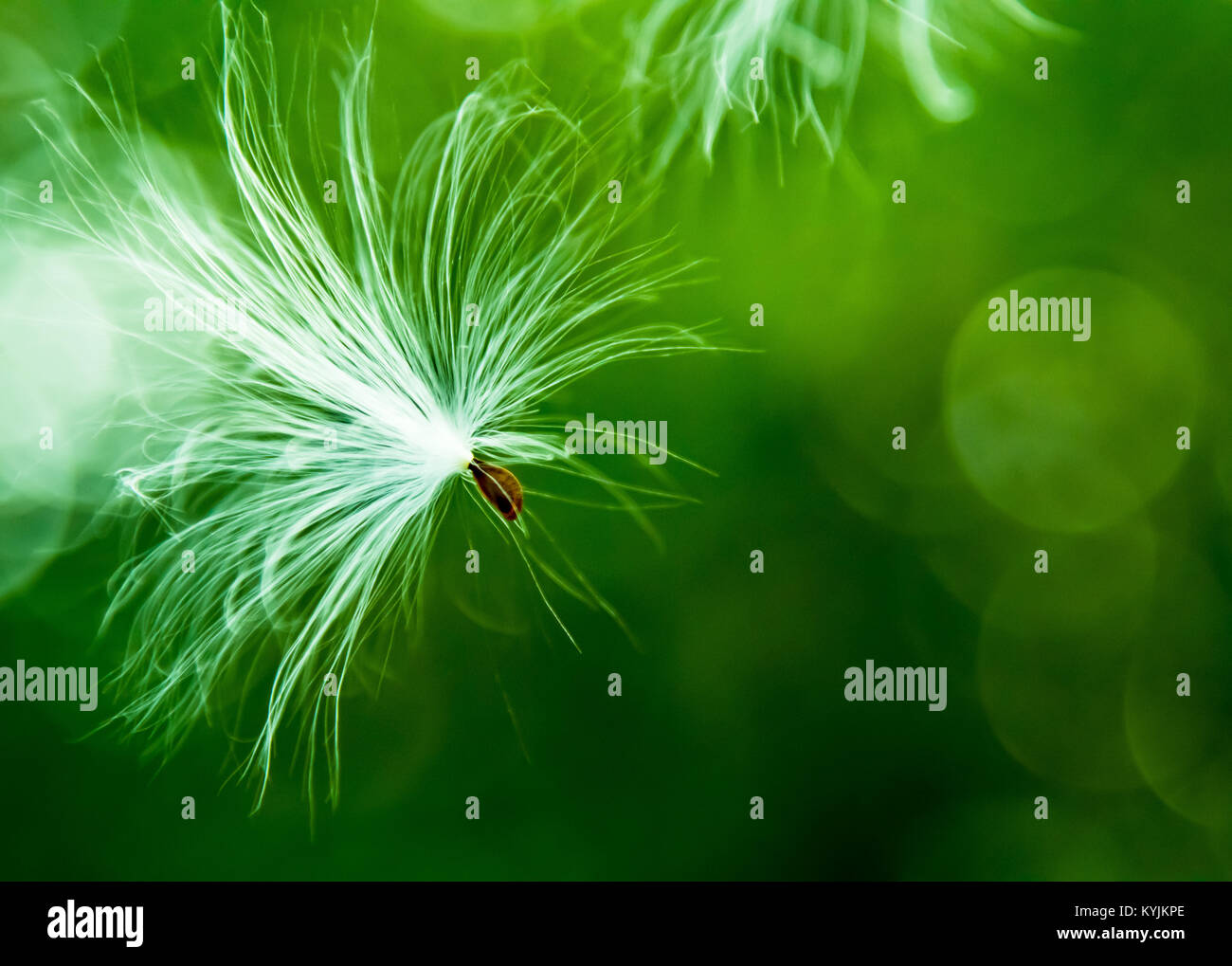 Wild libertà Vola Milkweed sementi Foto Stock