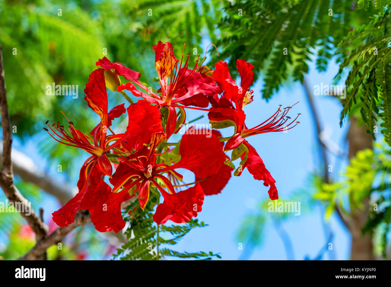 Chiodi di garofano o di Syzygium aromaticum Foto Stock