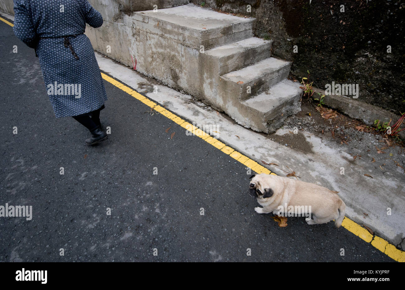 Bella bianca bulldog cane camminare dietro un senior donna adulta. Foto Stock