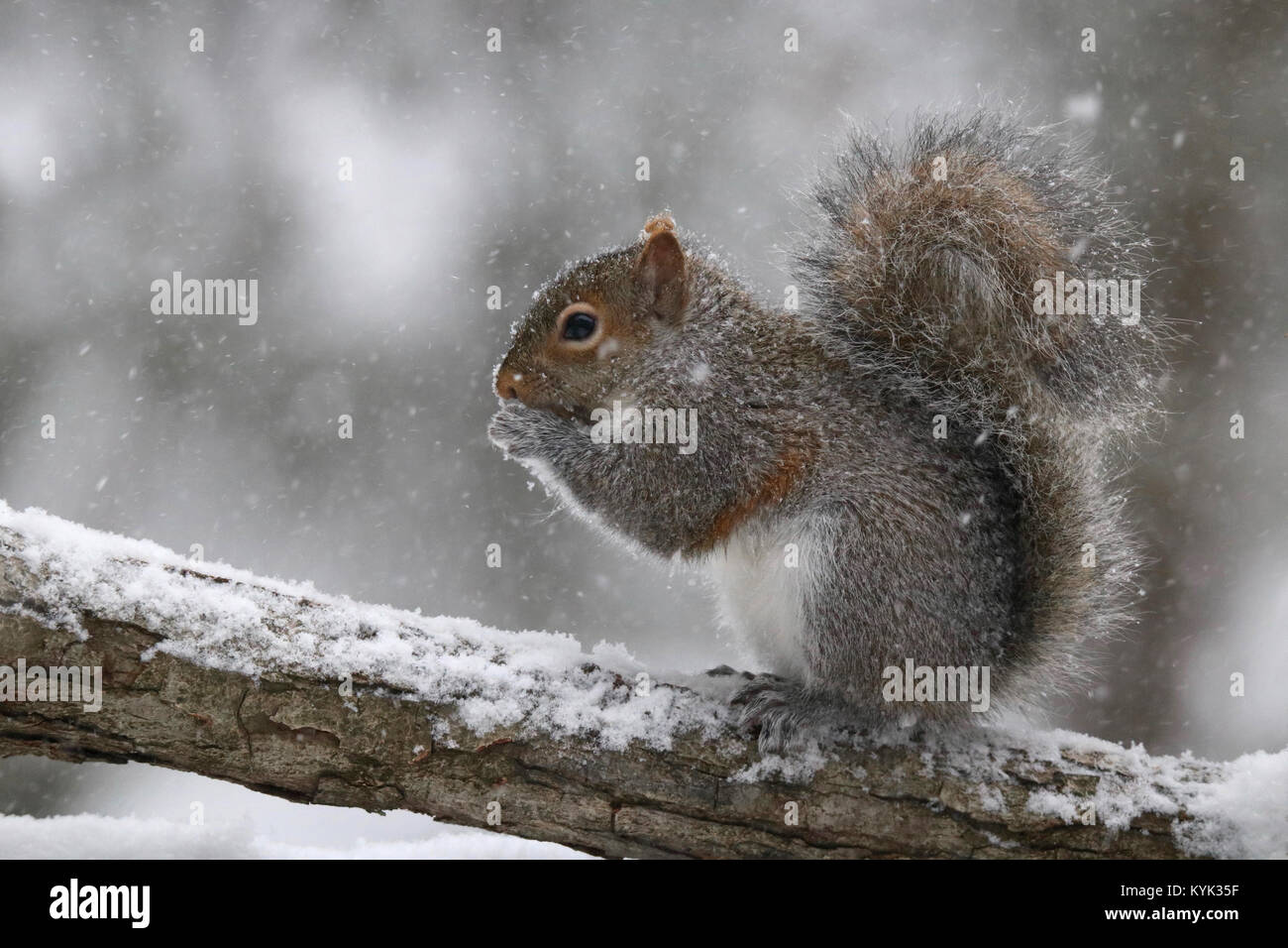 Un Americano di scoiattolo grigio Sciurus carolinensis seduto su un ramo in inverno una tempesta di neve a mangiare cibo. Foto Stock