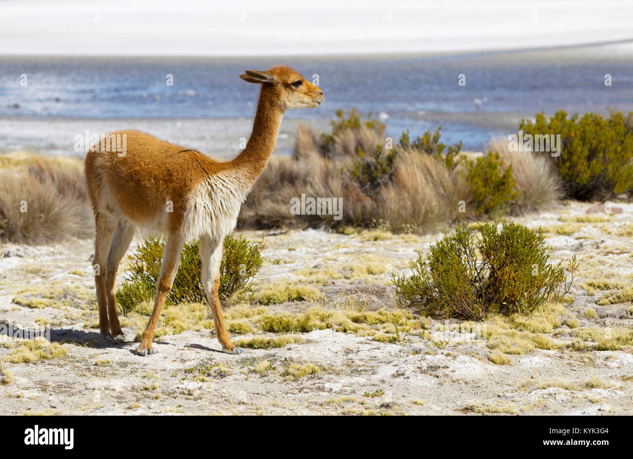 Vicuna nel Peperoncino Foto Stock