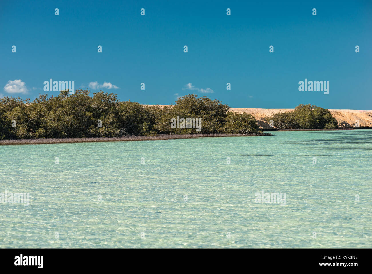 Alberi di mangrovie nel lago nel Ras Mohammed Parco Nazionale Foto Stock