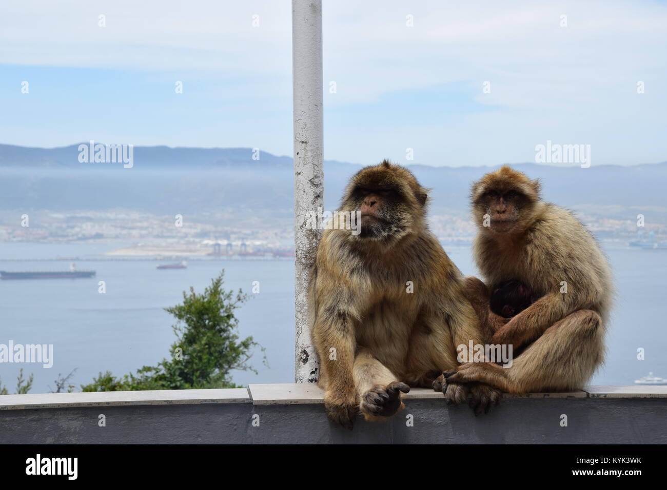 Le scimmie selvatiche in Gibilterra Foto Stock